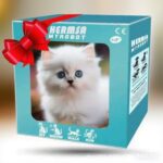 Robot Puppy Short Plush Doll - Image 7