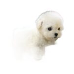 Robot Puppy Short Plush Doll - Image 2